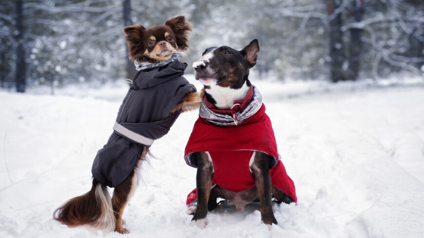 Кинолог рассказал, какие породы собак нуждаются в зимней одежде
