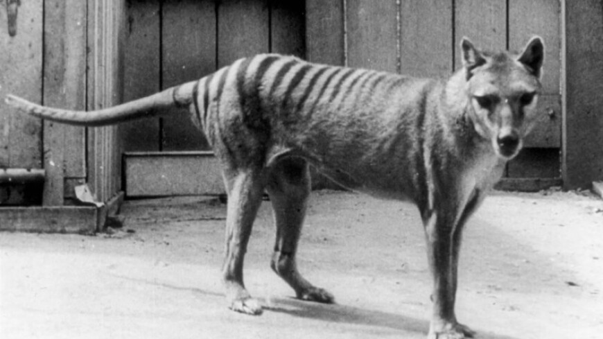 Шкуру и скелет вымершего тасманийского тигра нашли в музейном шкафу