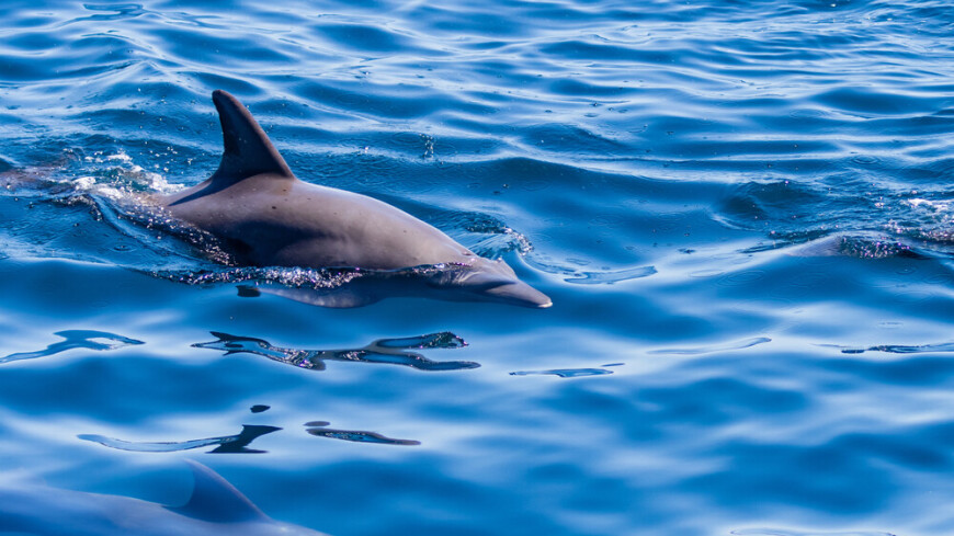 Новый подвид дельфина эволюционирует в Тихом океане