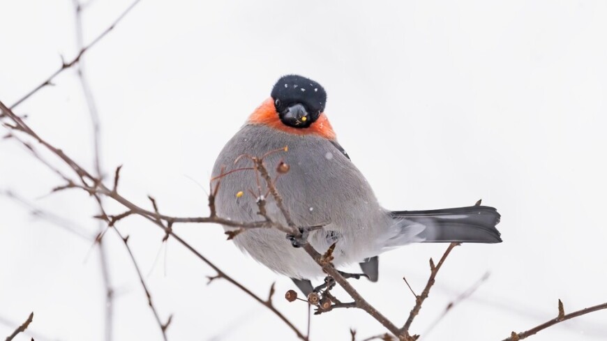 Зимняя перепись птиц и зверей стартовала в парках Москвы