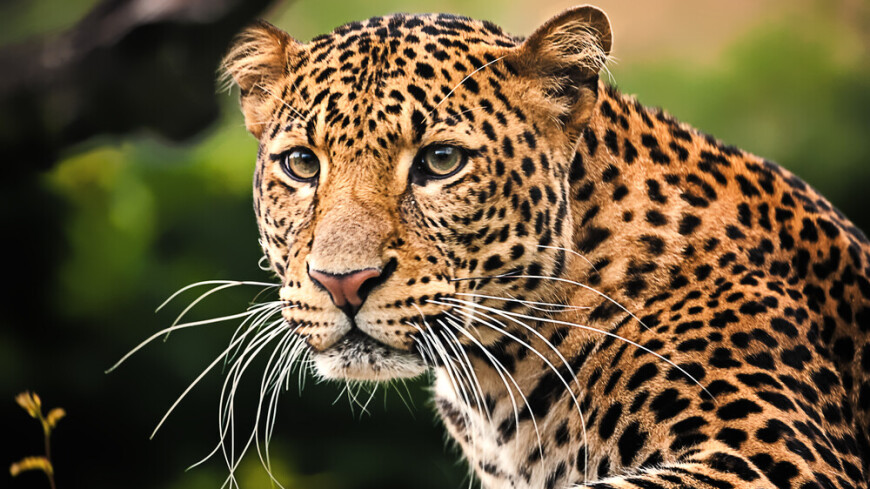 От нападений леопарда в Индии пострадали не менее 15 человек