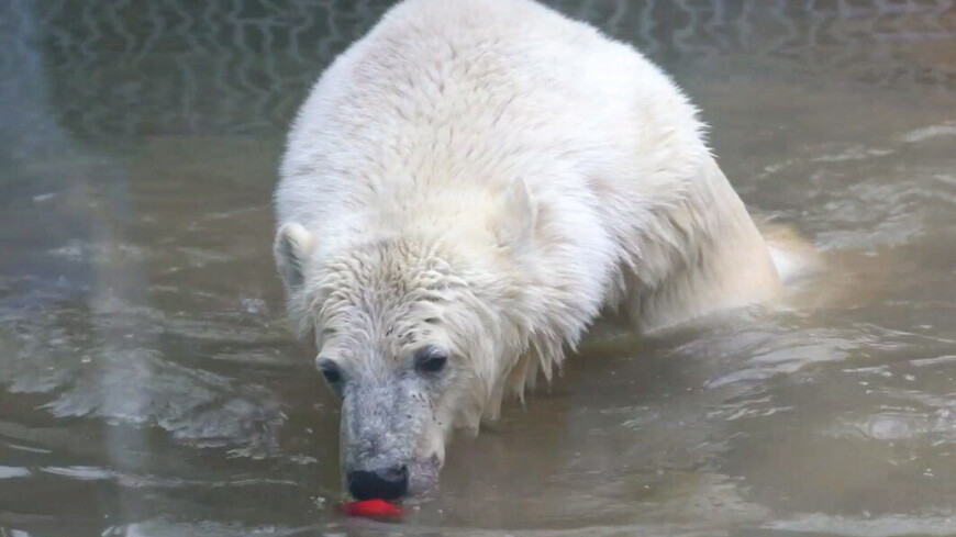 Белый медведь Диксон начал нормально есть после удаления клыка