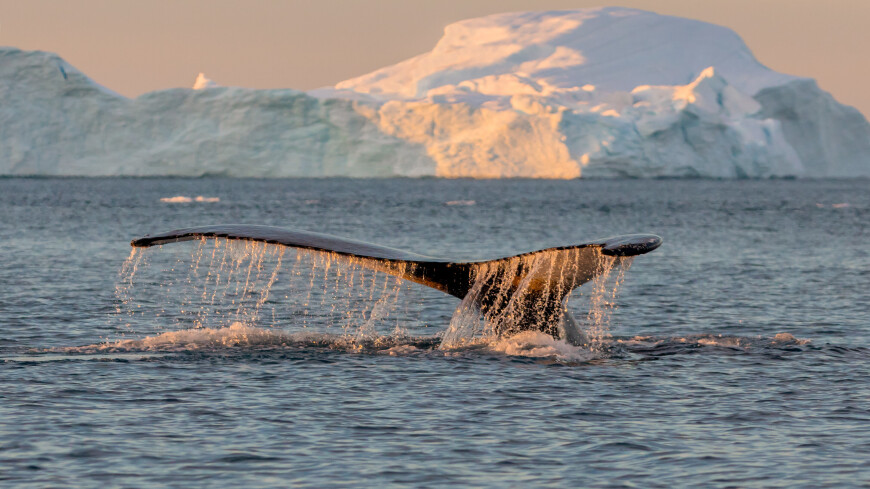 Гренландских китов впервые за девять лет заметили в заповеднике на Чукотке