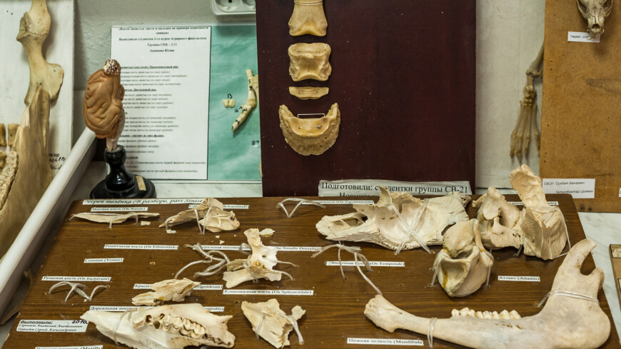 Мастер-класс и экскурсия в патологоанатомический музей АТИ РУДН,скелет, раскопки, динозавр, палеонтология, кости, кость, череп, ,скелет, раскопки, динозавр, палеонтология, кости, кость, череп, 