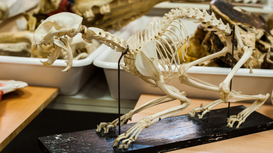 Мастер-класс и экскурсия в патологоанатомический музей АТИ РУДН,скелет, раскопки, динозавр, палеонтология, кости, кость, череп, ,скелет, раскопки, динозавр, палеонтология, кости, кость, череп, 