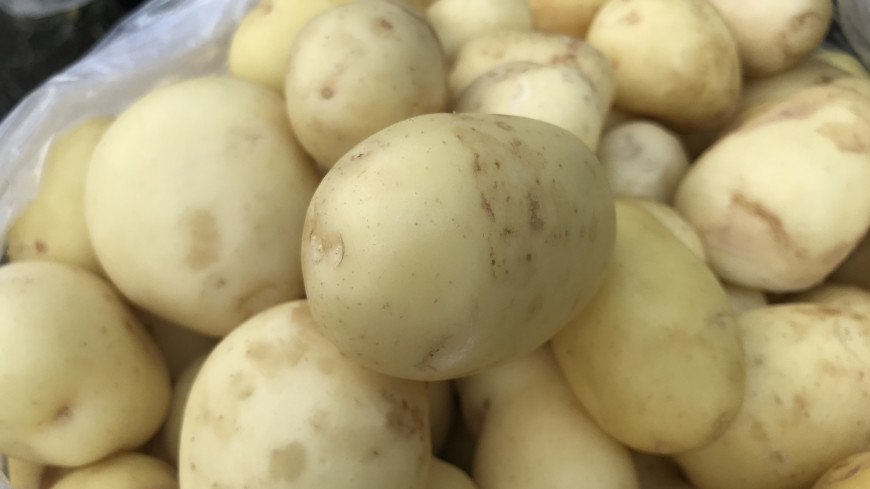 Российские ученые создали нецветущий и устойчивый к болезням картофель
