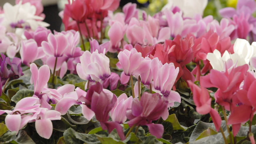 Топ-10 комнатных растений этой весны: что нужно знать об уходе за цветами