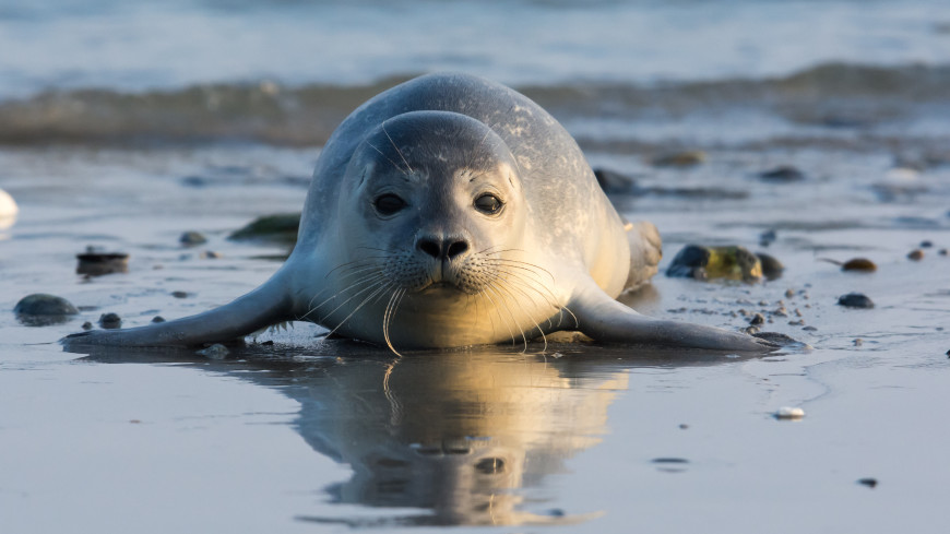 «Роддом ластоногих»: новорожденных тюленей в Финском заливе сняли на видео