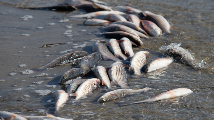 Тысячи мертвых рыб и креветок всплыли в реках под Сиднеем