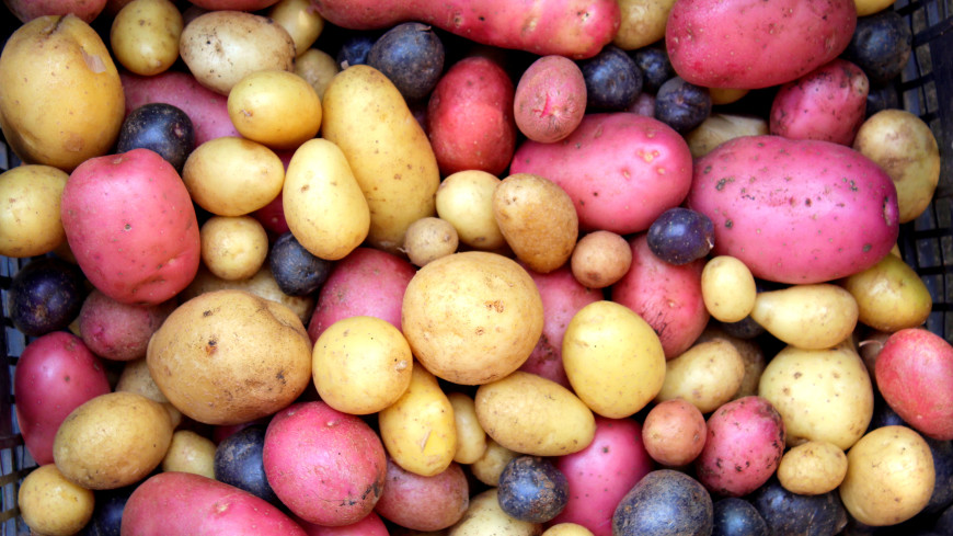 Белый, желтый и красный: в чем отличие разных сортов картофеля
