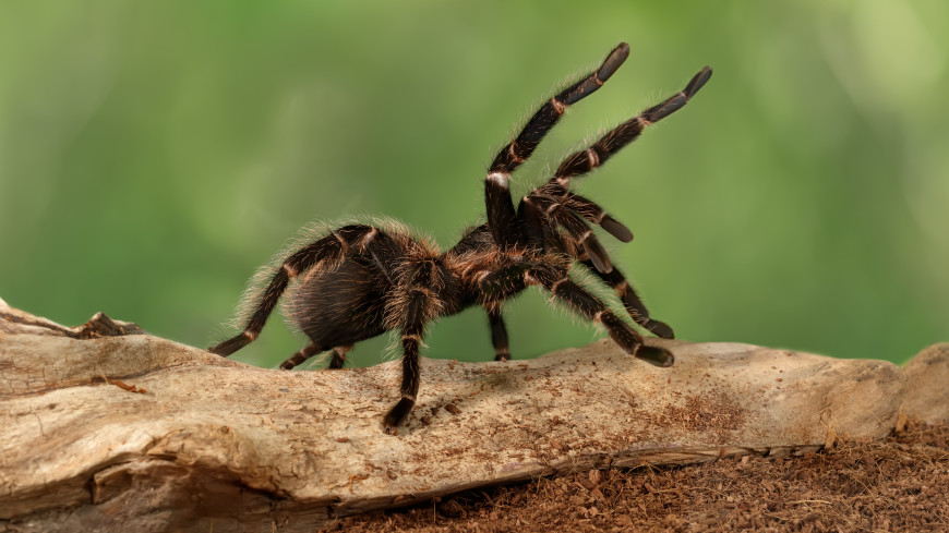 Ученые Таиланда обнаружили и зарегистрировали новый род пауков-птицеедов