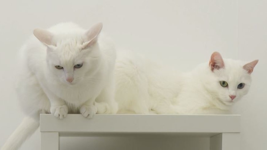 Звездные кошки: близняшки Абис и Айрис покоряют интернет