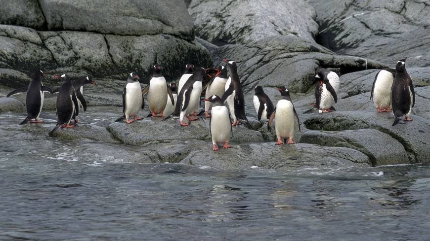 Субантарктические пингвины с глобальным потеплением двинулись на юг
