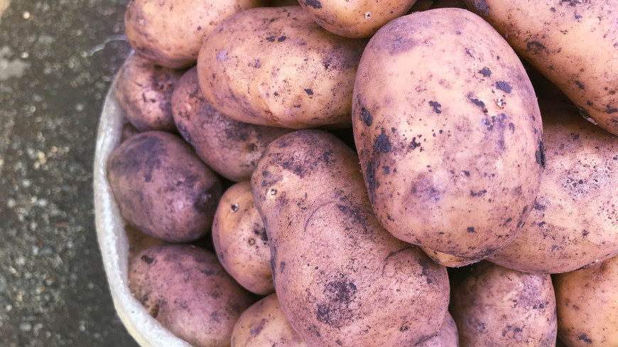Названы уникальные свойства фиолетового картофеля