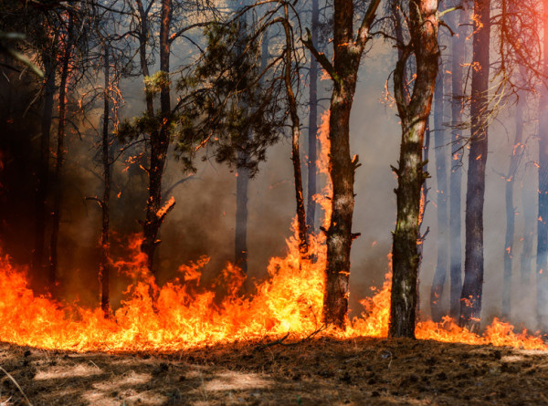 Засуха и лесные пожары в Европе: Италия может остаться без риса, Румыния – без пшеницы