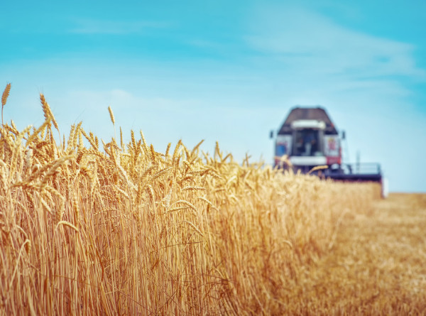 Первый миллион тонн зерна собрали аграрии в России