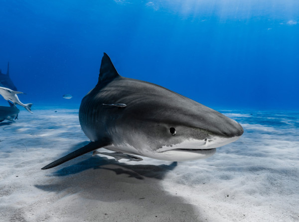 Как избежать встречи с акулой?
