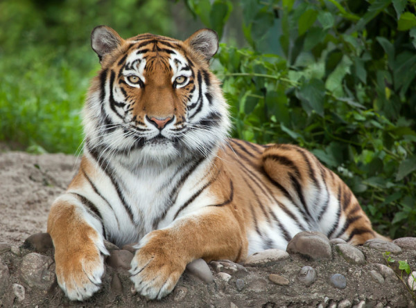 Камера сняла амурского тигра у поста охраны заповедника в Приморье