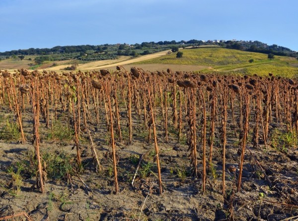 Ущерб от засухи в Италии для местных аграриев оценили в €3 млрд