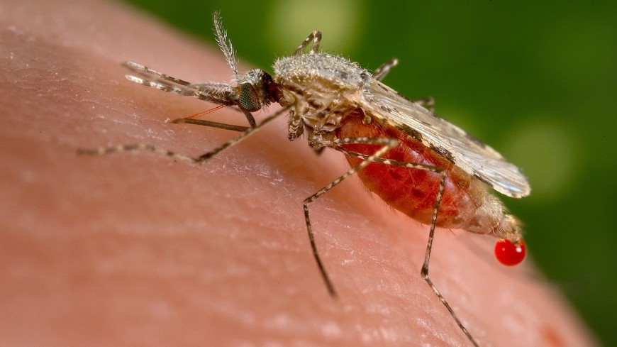Вирусы в организме человека «научились» нравиться комарам для своего распространения