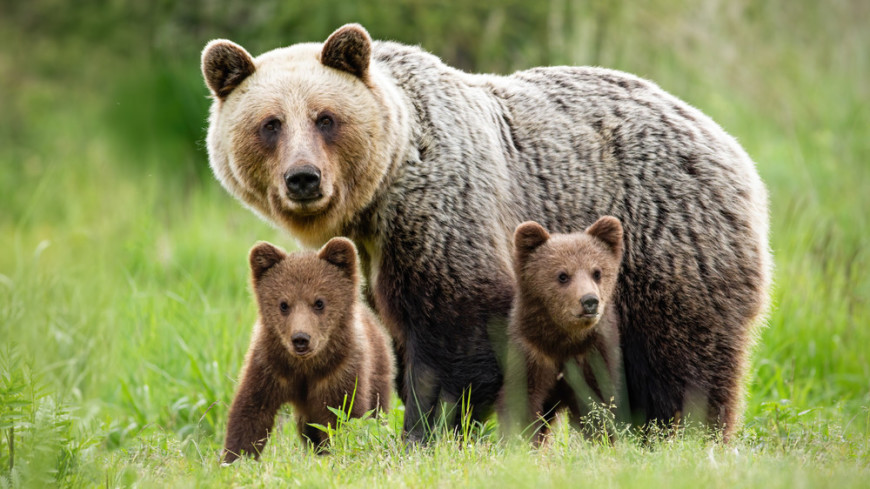 Редкий кадр: медвежье семейство попало на видео в Армении