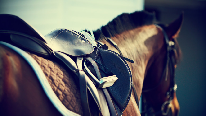 Спортивные состязания и мастер-классы: в России впервые прошел фестиваль башкирской лошади