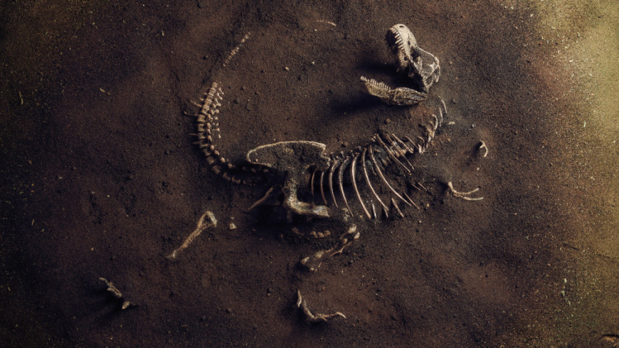 Окаменелости гигантского динозавра нашли в Аргентине