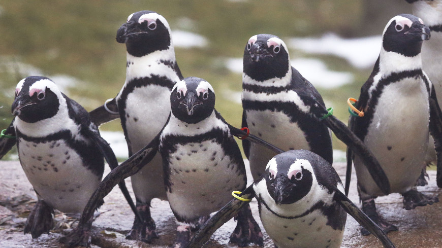 Объявили голодовку: пингвины в Японии отказываются есть дешевую рыбу