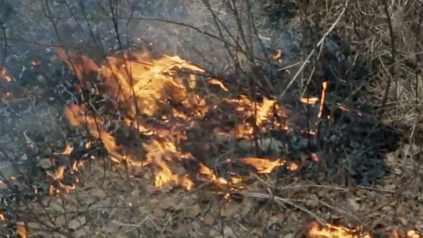 Режим ЧС из-за лесных пожаров ввели власти Югры