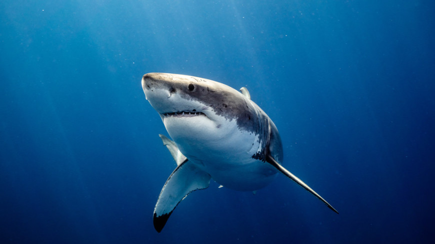 Дайвер назвала причину нападения акул на туристов в Хургаде