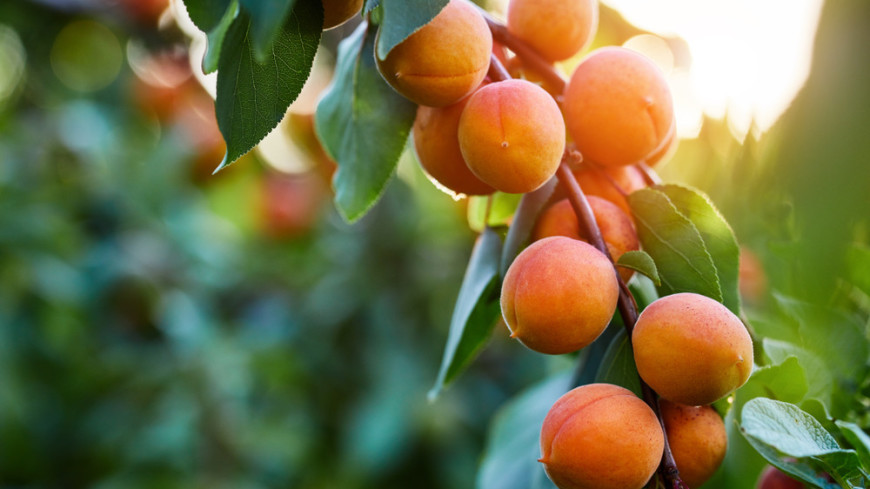 Ароматный урожай: в Азербайджане собирают персики и нектарины