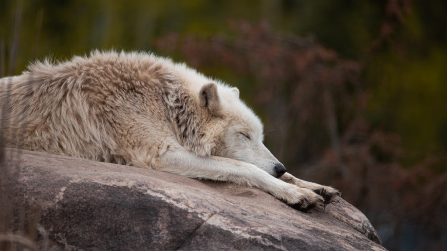 Ученые впервые сравнили сон волков и собак