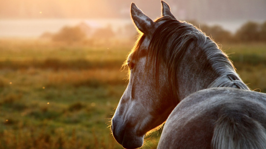 Происхождение первых американских лошадей установили по анализу ДНК