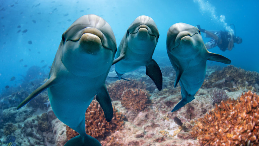 Случаи нападения дельфинов на людей участились в Японии