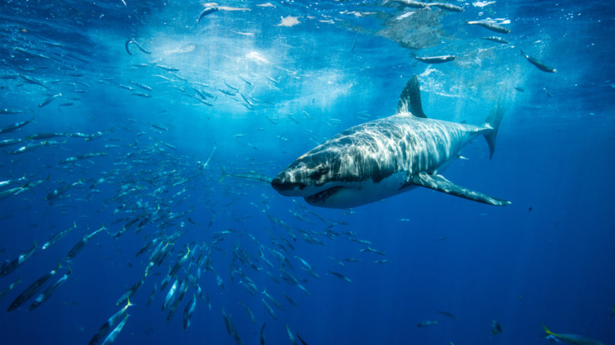 В Турции отдыхающие прогнали «акулу» шваброй