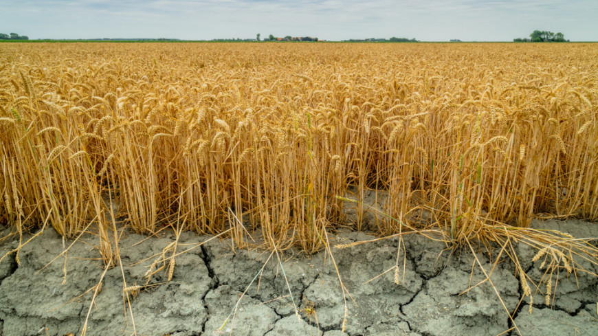 Минсельхоз Молдовы попросит ввести режим ЧП в области сельского хозяйства из-за засухи