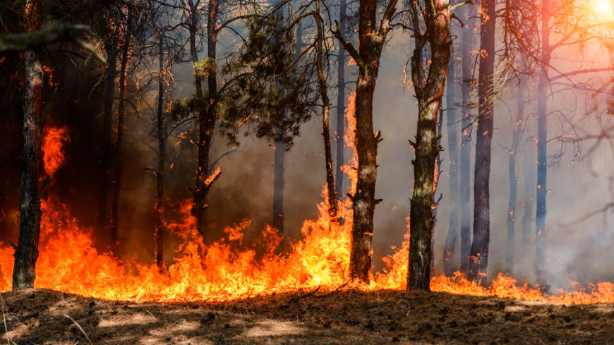 В испанской области Галисия сгорели 550 гектаров леса
