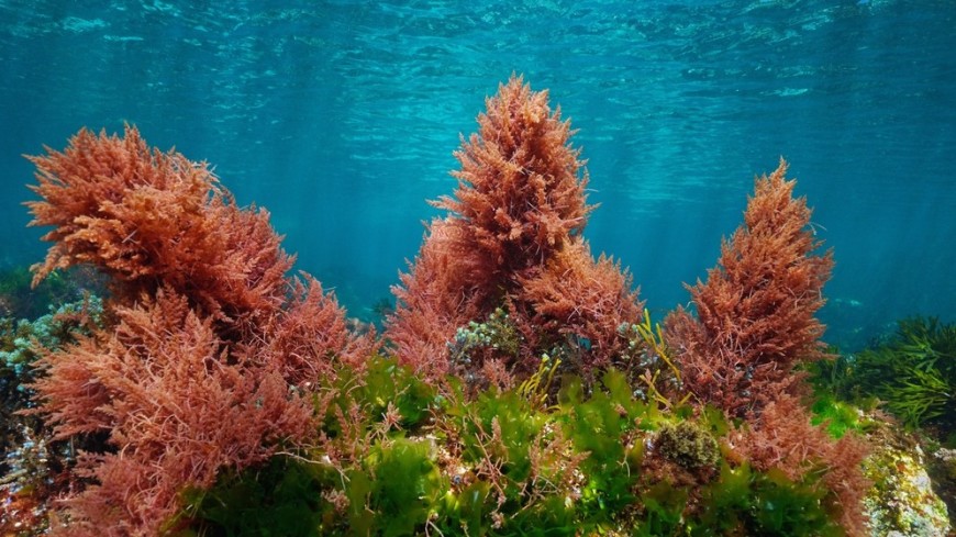 Морские ракообразные оказались способны «опылять» водоросли