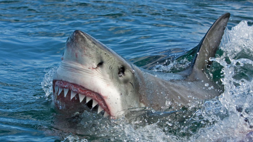 Ученые опровергли «нашествие» акул в Приморье
