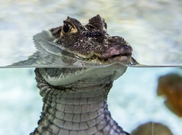 Сбежавшего крокодила уже почти неделю разыскивают в Батайске