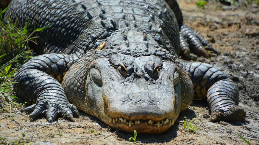 Два вида древних гигантских крокодилов обнаружили в Кении