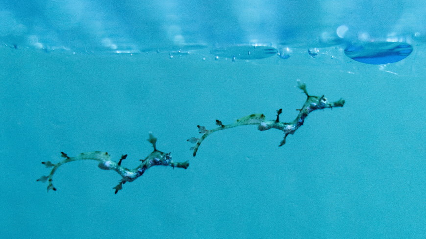 Причину необычной внешности морских драконов нашли в их ДНК