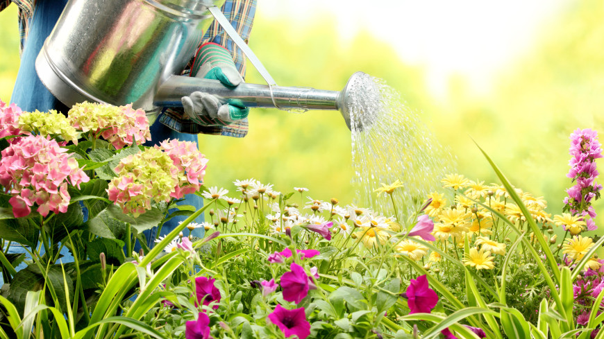 Как правильно поливать огород в жару: советы агронома