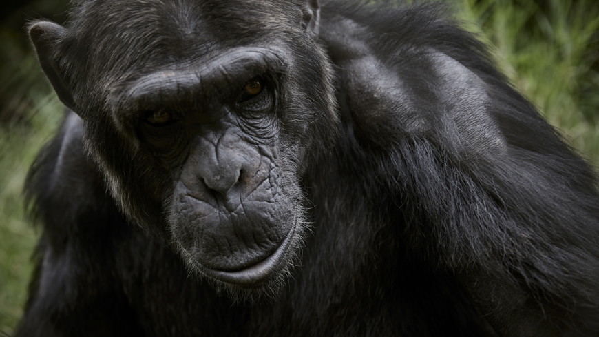 Лесные шимпанзе научились рыть колодцы для добычи воды