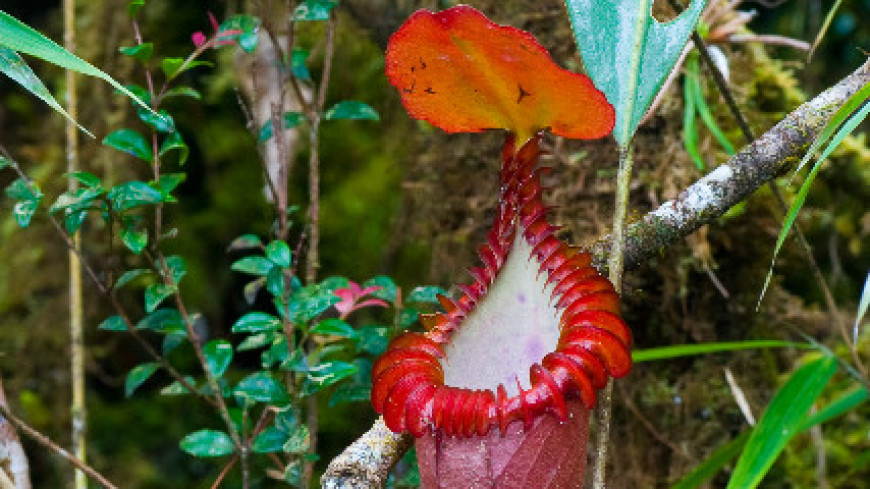 Хищное растение с острова Борнео научилось ловить добычу под землей