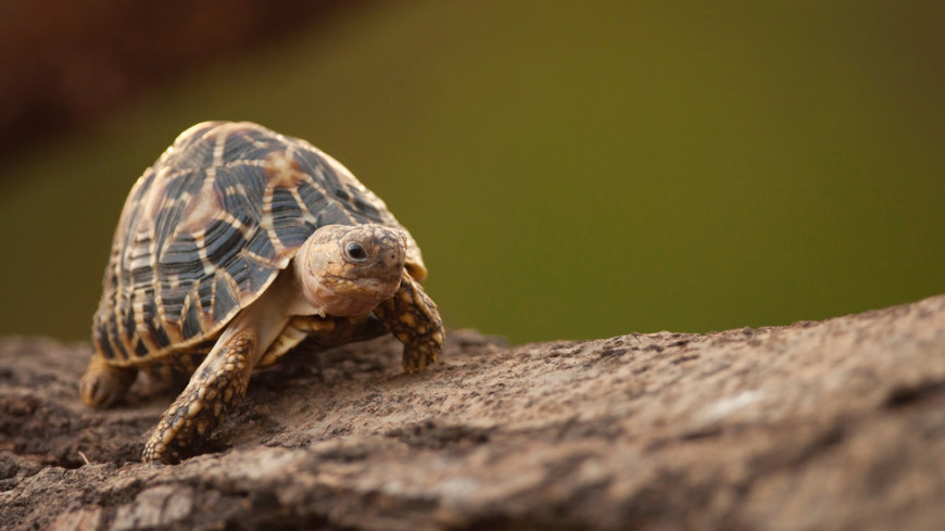 Останки беременной черепахи нашли при раскопках в Помпеи
