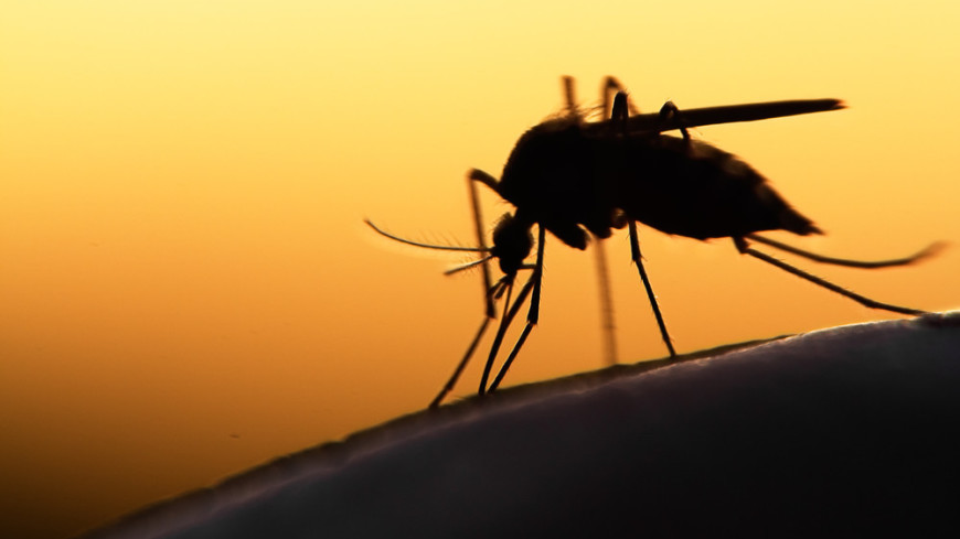 Эпидемиолог рассказал об инфекциях, которые переносят комары и мухи
