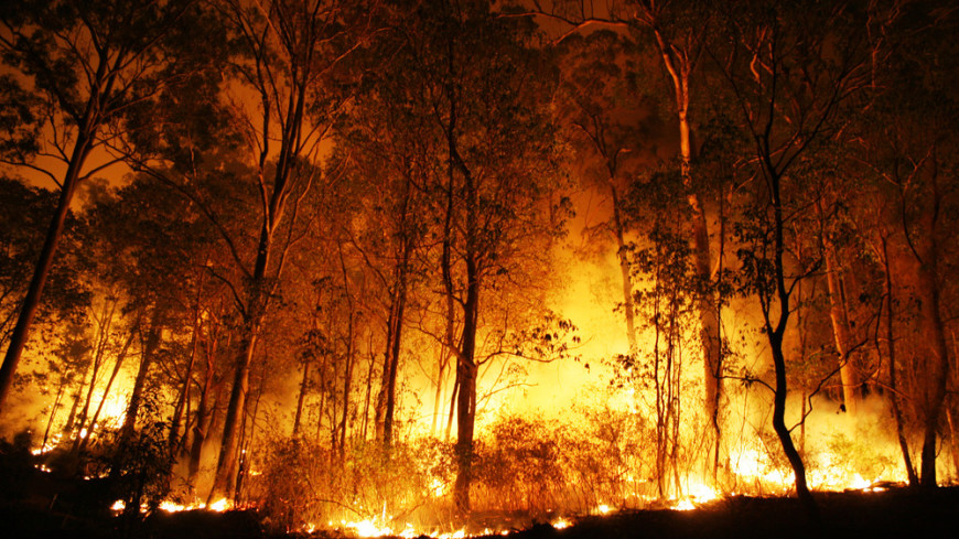 Минюст Турции начал работу по пересмотру наказаний за поджоги лесов
