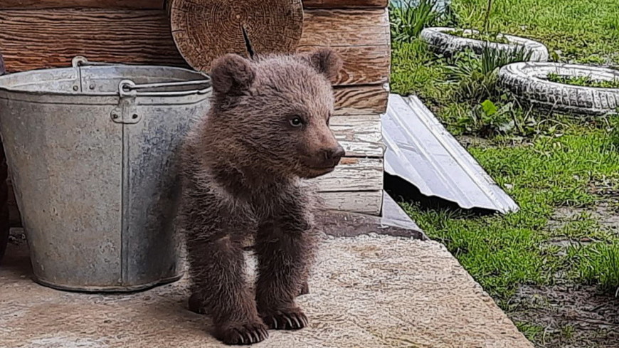 Жительнице Сибири удалось убедить настойчивого медвежонка отстать от нее
