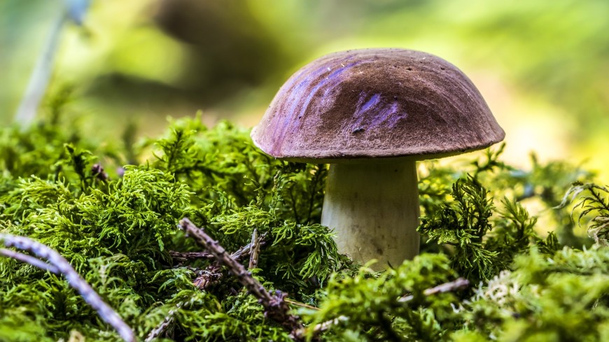 Какие грибы можно собирать в Подмосковье и на какое время приходится сезон их сбора?